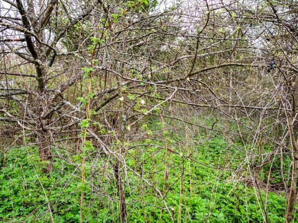 Underbrush Clearing in Columbus