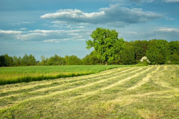 Vegetation Removal in Columbus