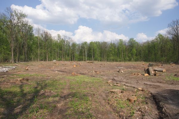 Pasture Clearing in Columbus
