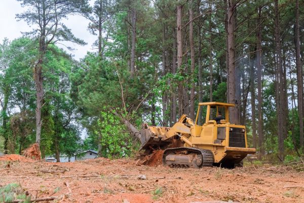 Forest Thinning in Columbus